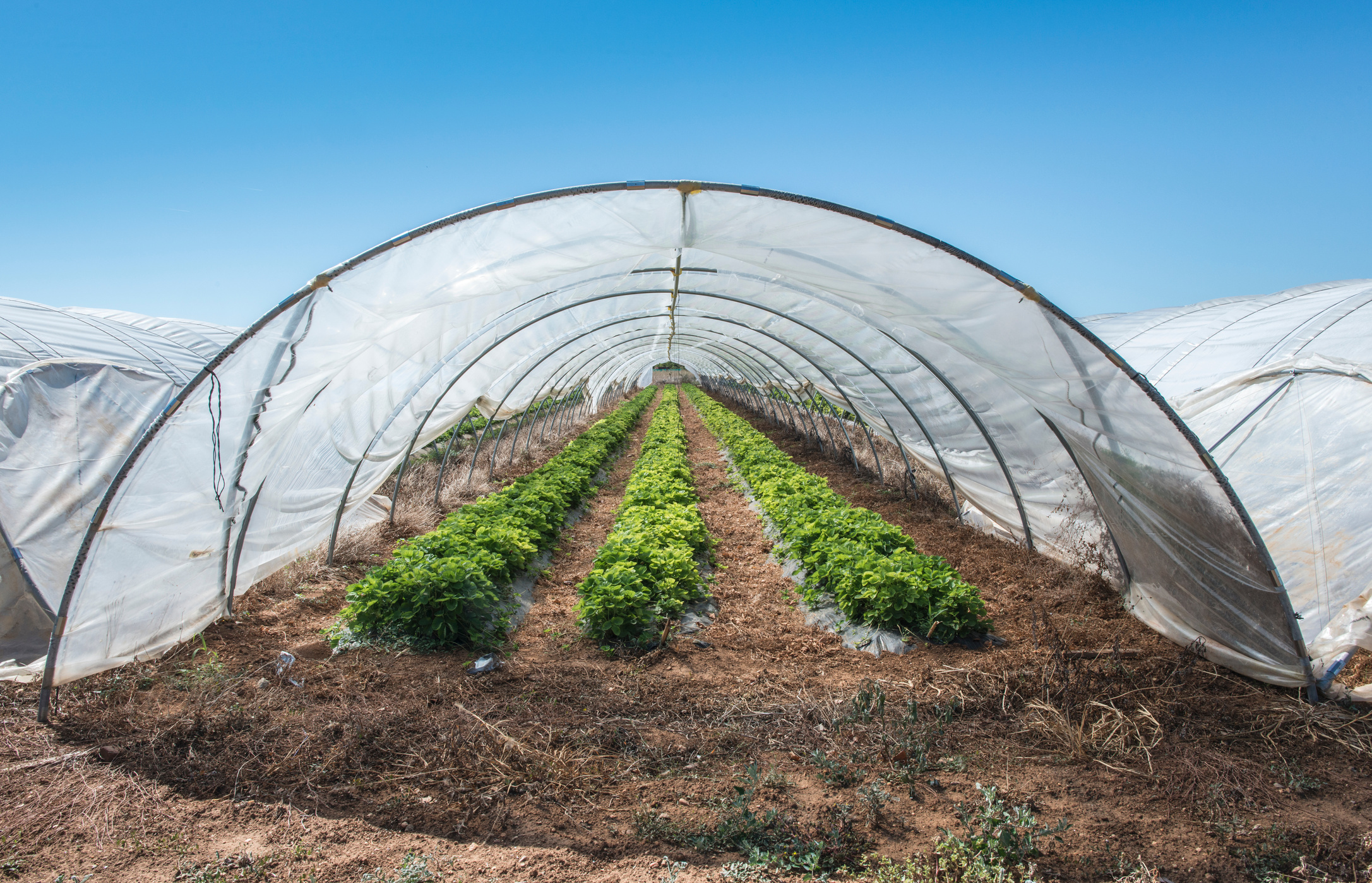 Strawberries in Green House